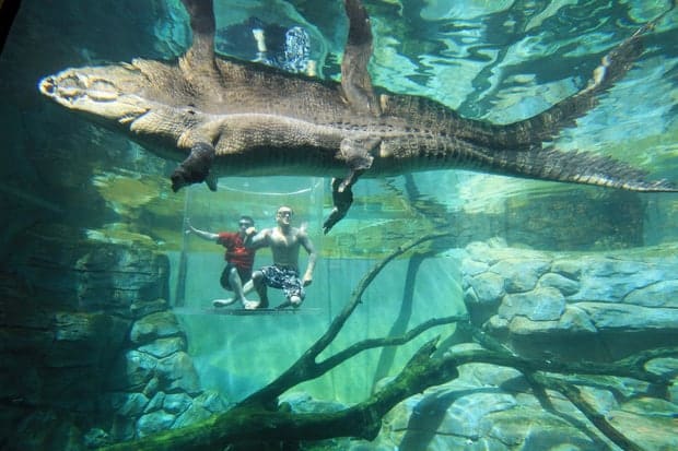 Trải nghiệm cảm giác đứng trong lồng tử thần đùa giỡn với cá sấu khổng lồ 5m - Ảnh 25.
