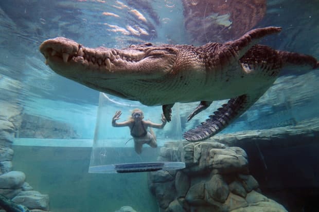 Trải nghiệm cảm giác đứng trong lồng tử thần đùa giỡn với cá sấu khổng lồ 5m - Ảnh 31.