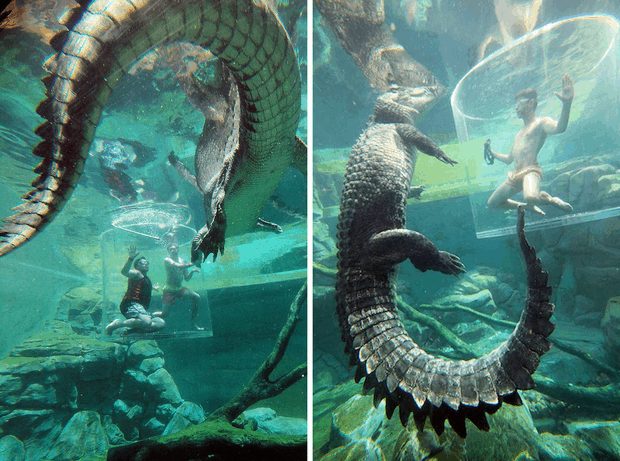 Trải nghiệm cảm giác đứng trong lồng tử thần đùa giỡn với cá sấu khổng lồ 5m - Ảnh 35.