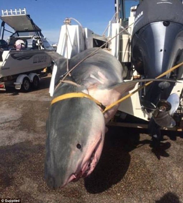 Úc: Sa lưới ngư dân, cá mập hổ nặng 4 tạ chết thảm - 1
