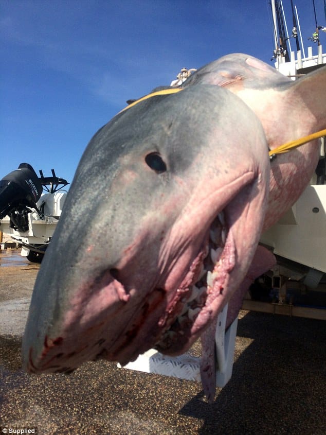 Úc: Sa lưới ngư dân, cá mập hổ nặng 4 tạ chết thảm - 2