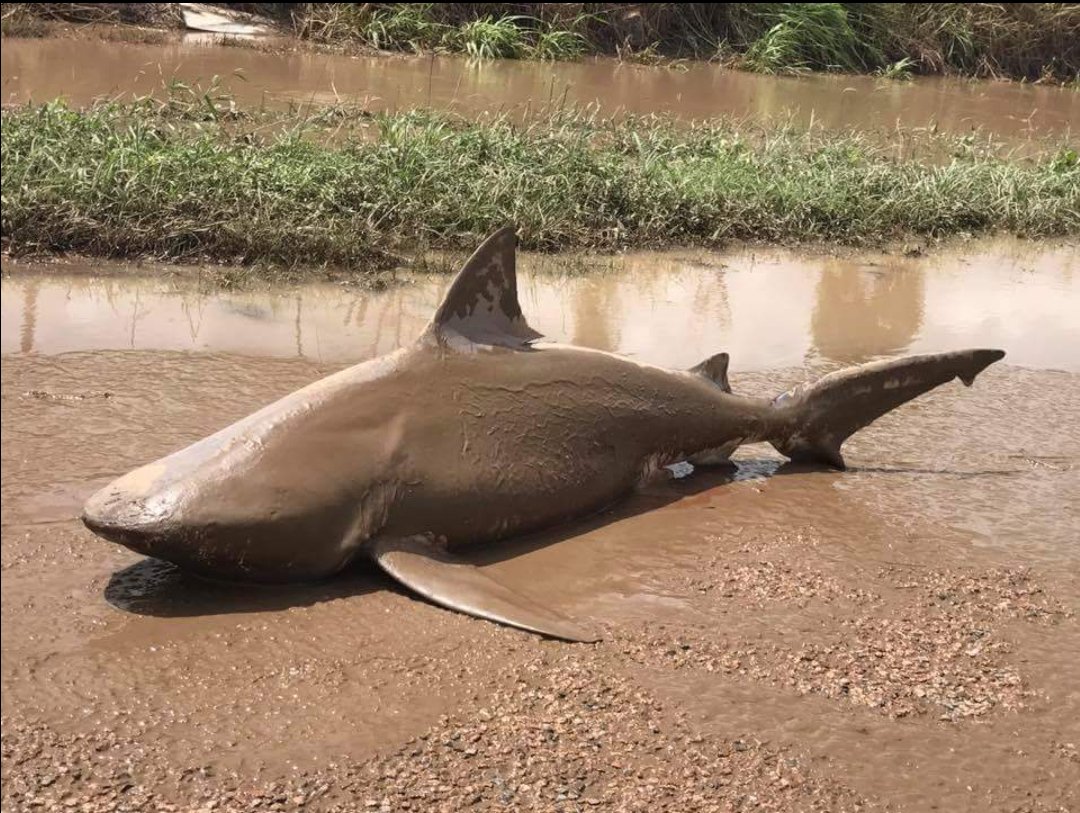 Úc: Giật mình thấy cá mập bò nằm chềnh ềnh giữa đường - 2