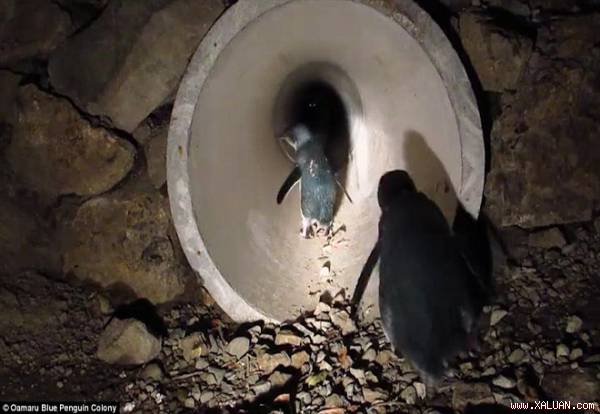 Đường hầm dành cho chim cánh cụt ở Oamaru, New Zealand để giúp loài chim bản địa này an toàn khi đi qua đường. Ảnh: Oamaru Blue Penguni Conoly