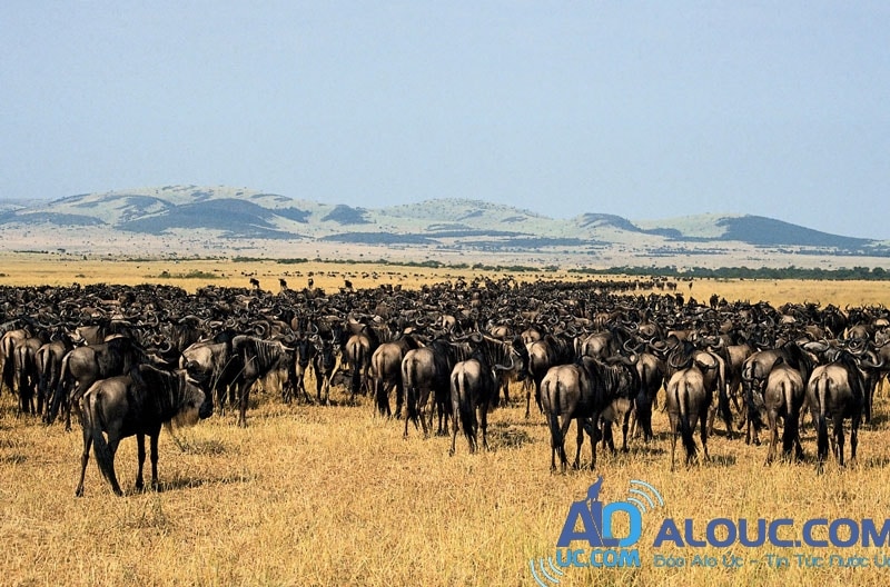 7. Vườn quốc gia Serengeti. Vườn nằm ở phía bắc Tanzania giáp với Kenya và hồ Victoria. Nơi đây nổi tiếng vì có nhiều loài thú như sư tử, cá sấu, có cả ngựa vằn, nhưng đông nhất là linh dương đầu bò. Vườn quốc gia này được UNESCO nhận là di sản thế giới vào năm 1981.