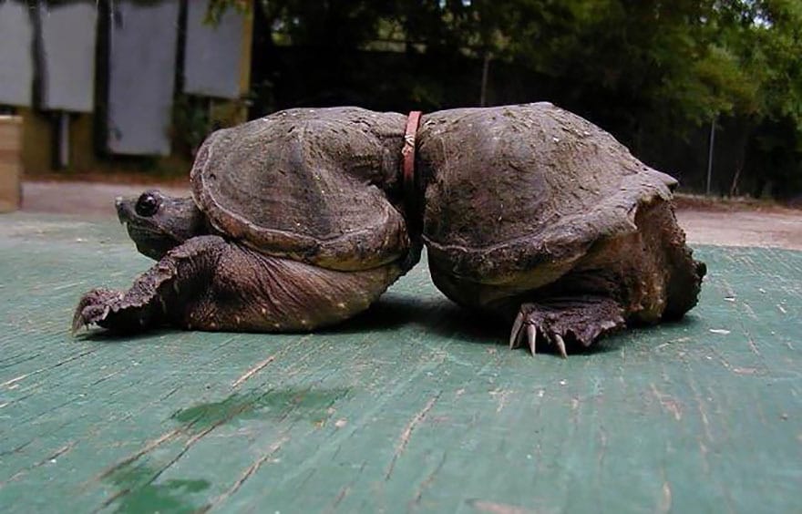 Hình ảnh chú rùa tội nghiệp bị chiếc dây thắt ngang thân.