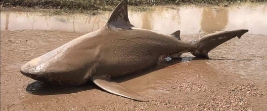 Bão mạnh cuốn cá mập lên bờ ở bang Queensland. Ảnh: ABC NEWS