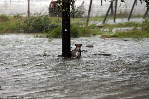 Hình ảnh những chú chó bơ vơ, ngập giữa dòng nước lớn trong trận bão mạnh nhất thập kỷ ở Mỹ khiến nhiều người động lòng - Ảnh 1.