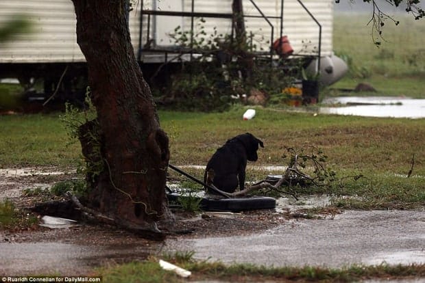 Hình ảnh những chú chó bơ vơ, ngập giữa dòng nước lớn trong trận bão mạnh nhất thập kỷ ở Mỹ khiến nhiều người động lòng - Ảnh 2.