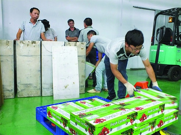 p/Các lô vải thiều XK của Cty TNHH Agricare Việt Nam sang Úc đã bị hỏng la liệt.