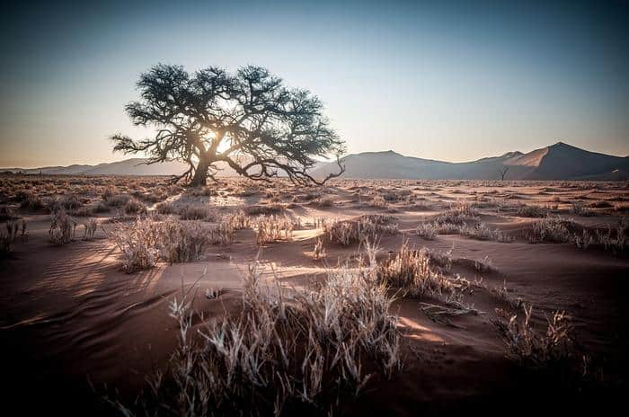 Sand Dune Africa Namibia Tree Sunrise Safari