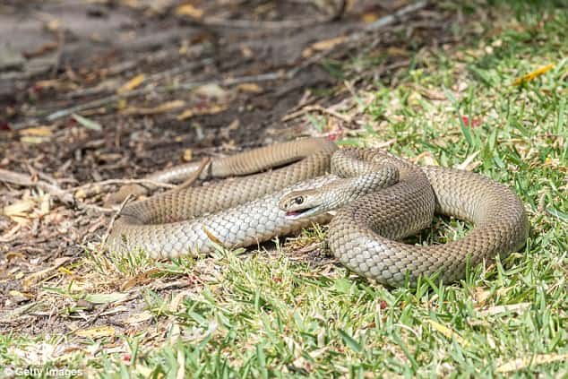 Cận cảnh loài rắn chuyên cắn người khi ngủ, gây ra cơn ác mộng kinh hoàng ở Úc - Ảnh 3.