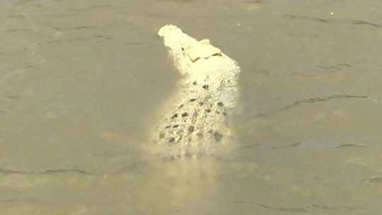 Phát hiện cá sấu trắng cực hiếm tại Úc - Ảnh 3.