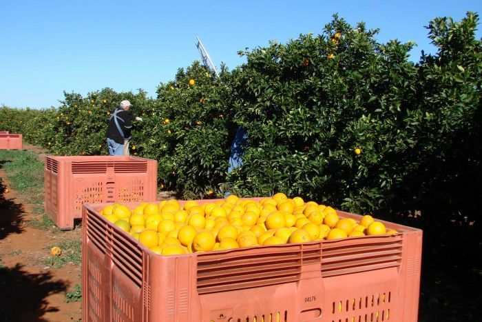 yH5BAEAAAAALAAAAAABAAEAAAIBRAA7 - Farm Úc thiếu người làm trầm trọng với hàng trăm tấn hoa quả rụng không ai hái