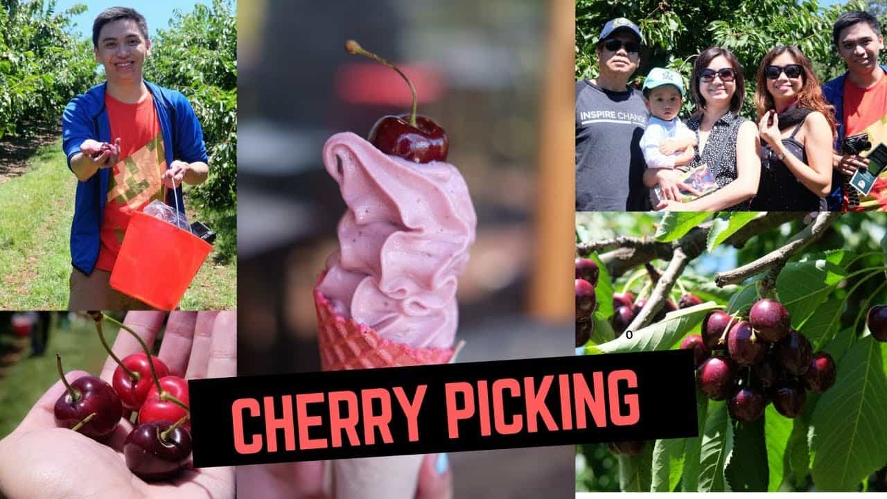 Kết quả hình ảnh cho cherry hill orchards melbourne
