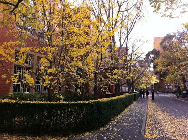  Cả một con đường vàng rực lá mùa thu.