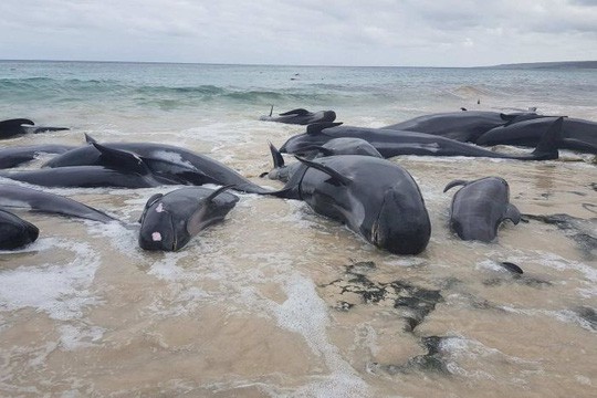 Úc: Hơn 100 con cá voi mắc cạn, phơi xác trên bãi biển - Ảnh 5.