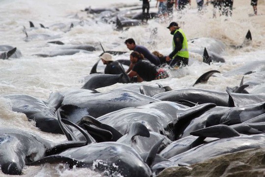 Úc: Hơn 100 con cá voi mắc cạn, phơi xác trên bãi biển - Ảnh 3.