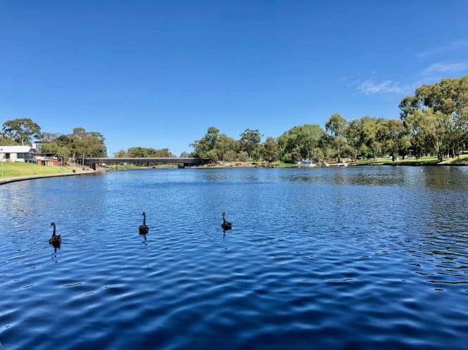 Dòng sông Torrens xanh biếc ở TP Adelaide (Úc), nơi mọi người dễ dàng nhìn thấy đàn thiên nga đen thảnh thơi bơi lội. Ảnh: Q.N.