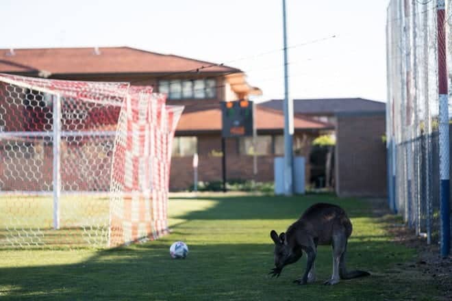 Úc: Kangaroo nhảy vào sân chen ngang trận bóng rồi đòi bắt gôn thay thủ môn - Ảnh 5.