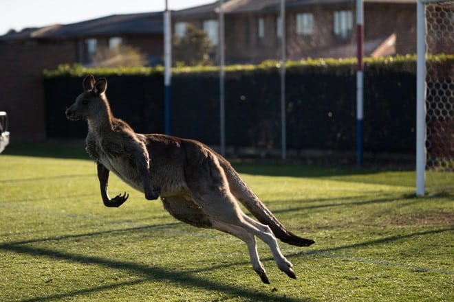 Úc: Kangaroo nhảy vào sân chen ngang trận bóng rồi đòi bắt gôn thay thủ môn - Ảnh 7.