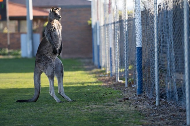 Úc: Kangaroo nhảy vào sân chen ngang trận bóng rồi đòi bắt gôn thay thủ môn - Ảnh 8.
