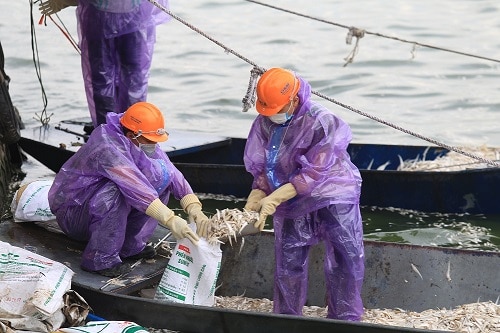 Lực lượng công nhân đã vớt được hơn 20 tấn cá. Ảnh: Gia Chính