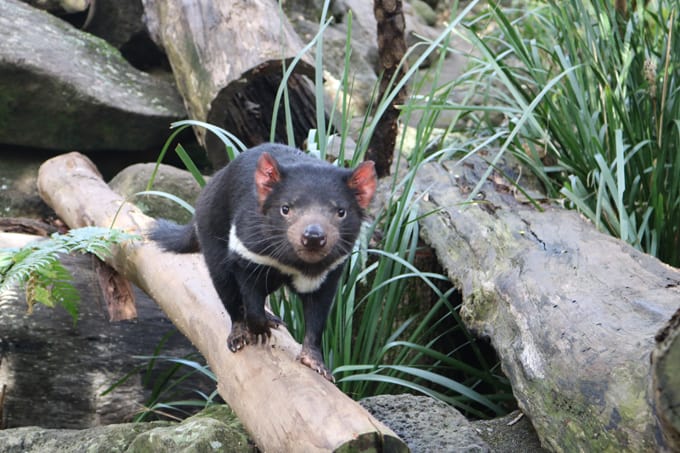 Loài Tasmanian Devil quý hiếm ở Australia.