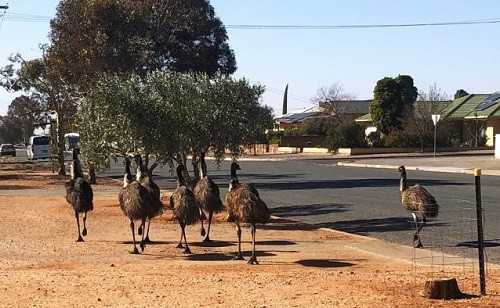 Chim emus lang thang trên phố ở Broken Hill. Ảnh: ABC.