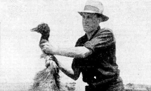 Một người nông dân bên cạnh con emu bị tiêu diệt năm 1934. Ảnh: Wikipedia.