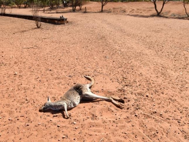 Káº¿t quáº£ hÃ¬nh áº£nh cho Queen sends prayers to 'stoic and determined' Australian farmers facing tough drought
