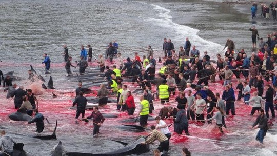 Hãi hùng cảnh tàn sát cá voi, nước biển chuyển màu máu - Ảnh 4.