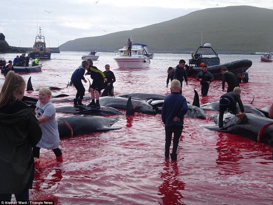 Hãi hùng cảnh tàn sát cá voi, nước biển chuyển màu máu - Ảnh 6.
