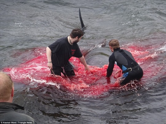 Hãi hùng cảnh tàn sát cá voi, nước biển chuyển màu máu - Ảnh 5.