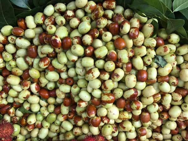 Dù được quảng cáo là loại quả ở các tỉnh phía Bắc ở Việt Nam tuy nhiên, táo tàu thực chất là loại quả được nhập từ Trung Quốc.