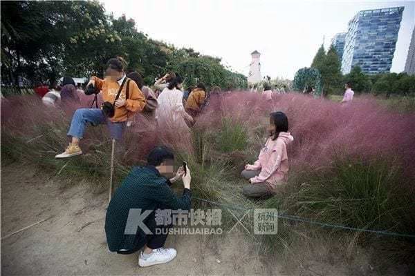 Du khách thi nhau dẫm đạp lên những vạt cỏ lau màu hồng để ghi hình