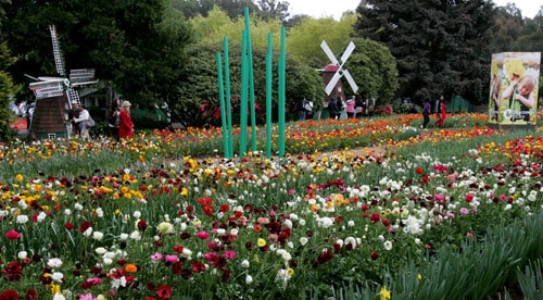 “lac loi” giua nong trai hoa tulip o uc hinh anh 9