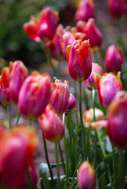 “lac loi” giua nong trai hoa tulip o uc hinh anh 3