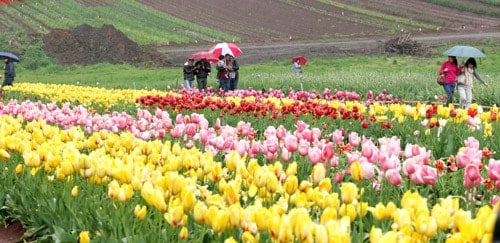 “lac loi” giua nong trai hoa tulip o uc hinh anh 10