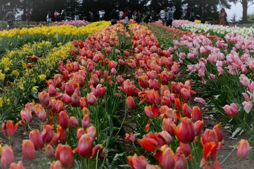 “lac loi” giua nong trai hoa tulip o uc hinh anh 2