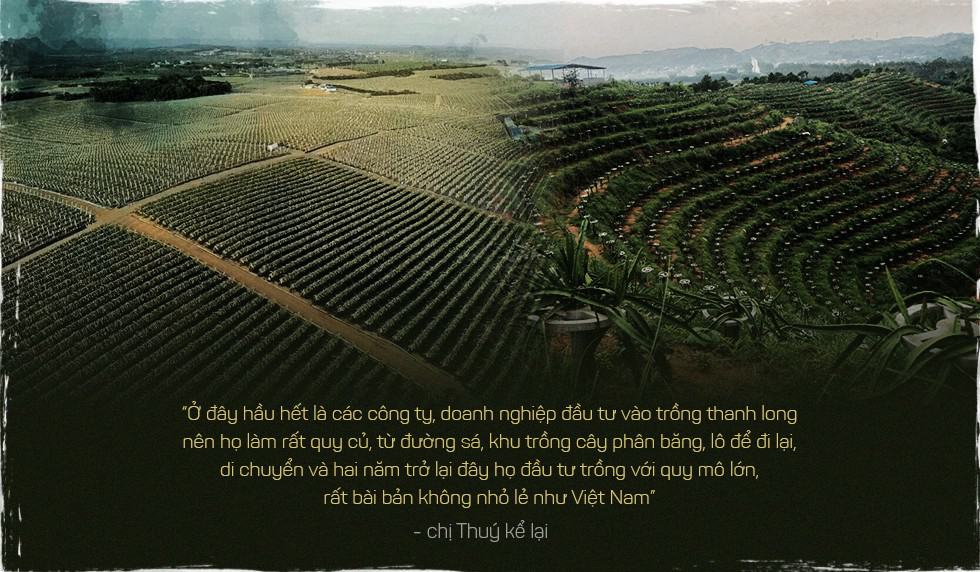 Trung Quốc ồ ạt trồng thanh long cạnh tranh với Việt Nam - Ảnh 2.