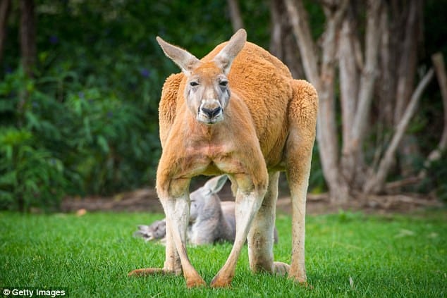 Kangaroo tan cong lam 3 nguoi bi thuong o Australia hinh anh 1