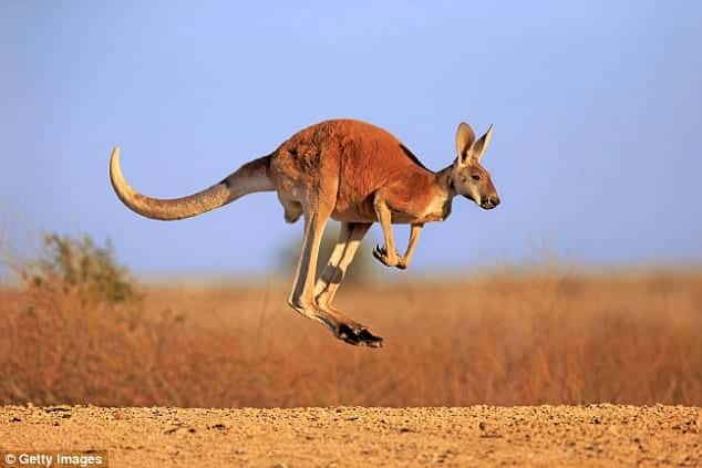 Kangaroo tan cong lam 3 nguoi bi thuong o Australia hinh anh 2
