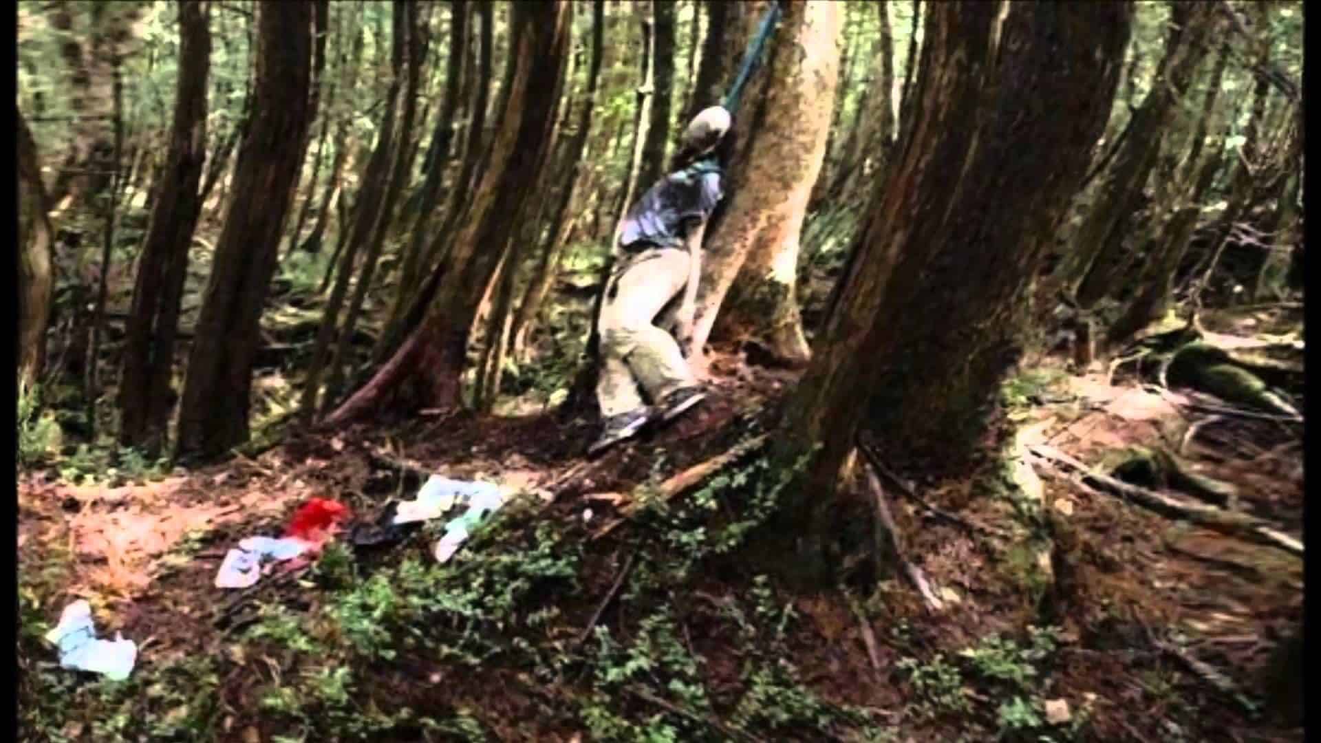 Káº¿t quáº£ hÃ¬nh áº£nh cho Aokigahara