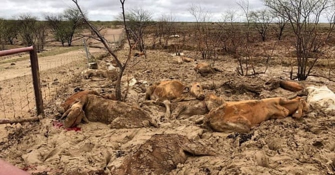 Nửa triệu gia súc tại Australia có thể chết vì thảm họa lũ lụt 