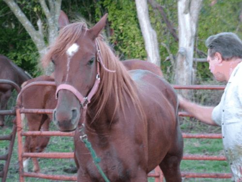 Christopher Langan rất yêu thích việc chăm sóc ngựa và ông đang sở hữu một trang trại ngựa. 