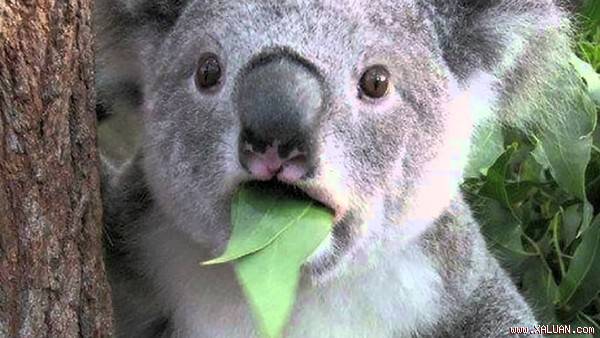 Hãy cùng tìm hiểu những điều thú vị về nước Úc, quê nhà của loài chuột túi và gấu Koala.