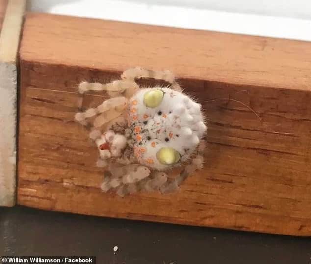 Lại là nước Úc kỳ quái: Người đàn ông hoảng hồn phát hiện con nhện trông như miếng sushi đang bò trong nhà - Ảnh 1.