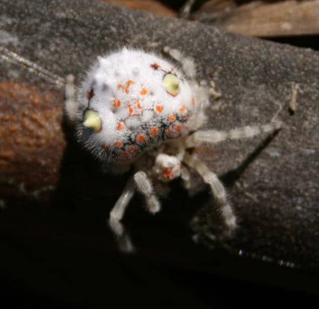 Lại là nước Úc kỳ quái: Người đàn ông hoảng hồn phát hiện con nhện trông như miếng sushi đang bò trong nhà - Ảnh 2.