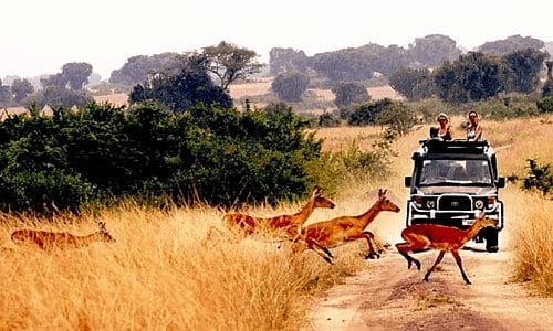 Vườn quốc gia Queen Elizabeth nằm ở miền tây Uganda, với diện tích hơn 194.000 hectare hoang mạc và rừng rậm nhiệt đới. Khu bảo tồn này nằm giữa hai hồ nước dưới chân dãy núi Rwenzori và là nơi sinh sống của trâu, hà mã, cá sấu, voi, báo, sư tử và tinh tinh. Ảnh: 
