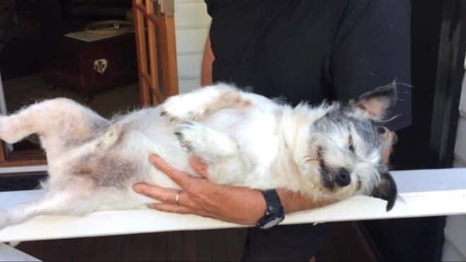Trộm xe nhưng bất ngờ đâm phải chó, thanh niên Úc nhận án phạt nặng - ảnh 1